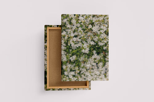 a macro photo of tiny white flowers, with one bunch in sharp focus, art, kanvas tablo
