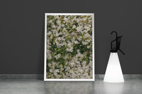 a macro photo of tiny white flowers, with one bunch in sharp focus, art, kanvas tablo