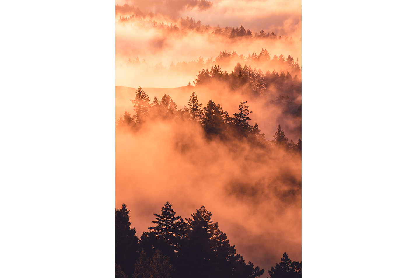 a beautiful landscape of foggy mountains with layers of trees at golden hour sunrise, abstract, art, kanvas tablo