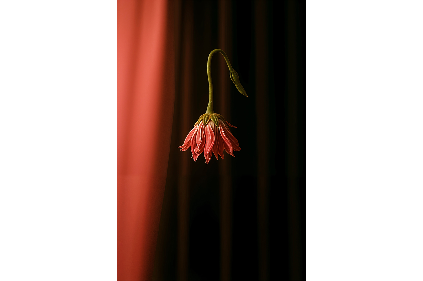 ai creation, flower motif, pale rose-colored carnation, ai art, art, kanvas tablo