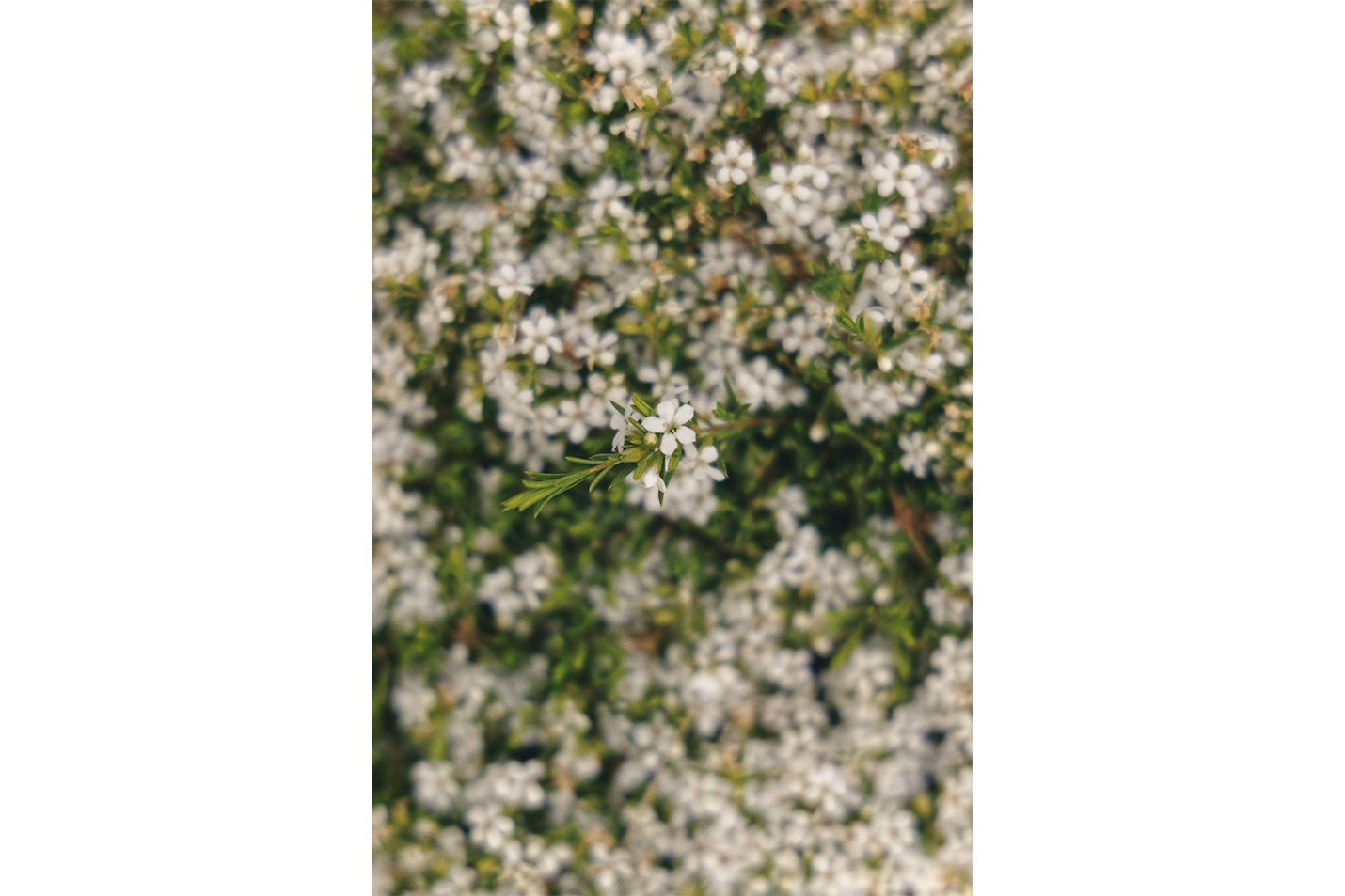 a macro photo of tiny white flowers, with one bunch in sharp focus, art, kanvas tablo