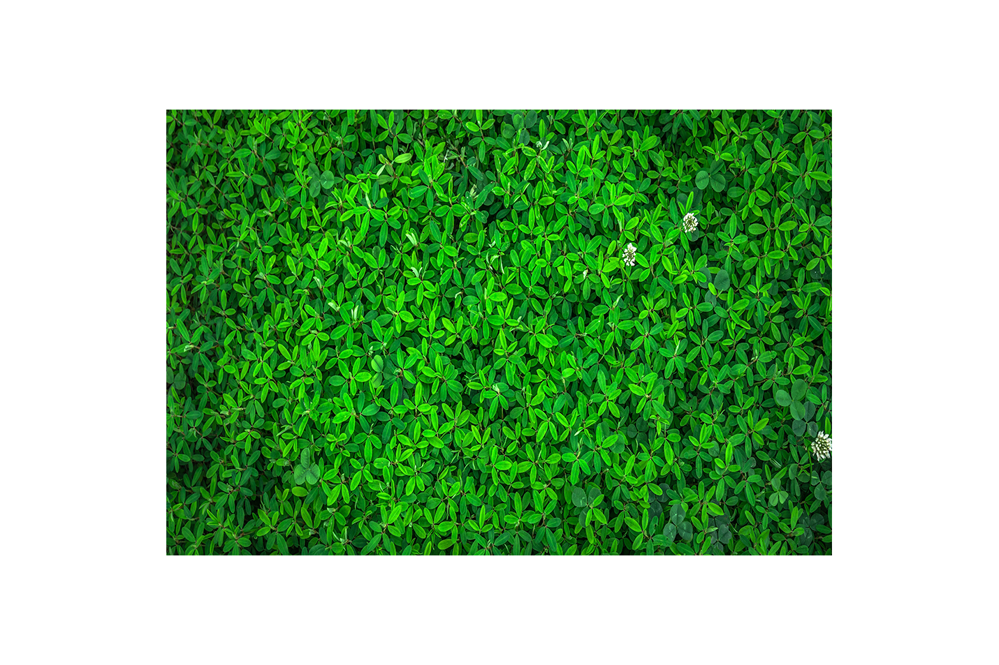 a top-down view of a dense carpet of vibrant green leaves and flowers, view, art, kanvas tablo