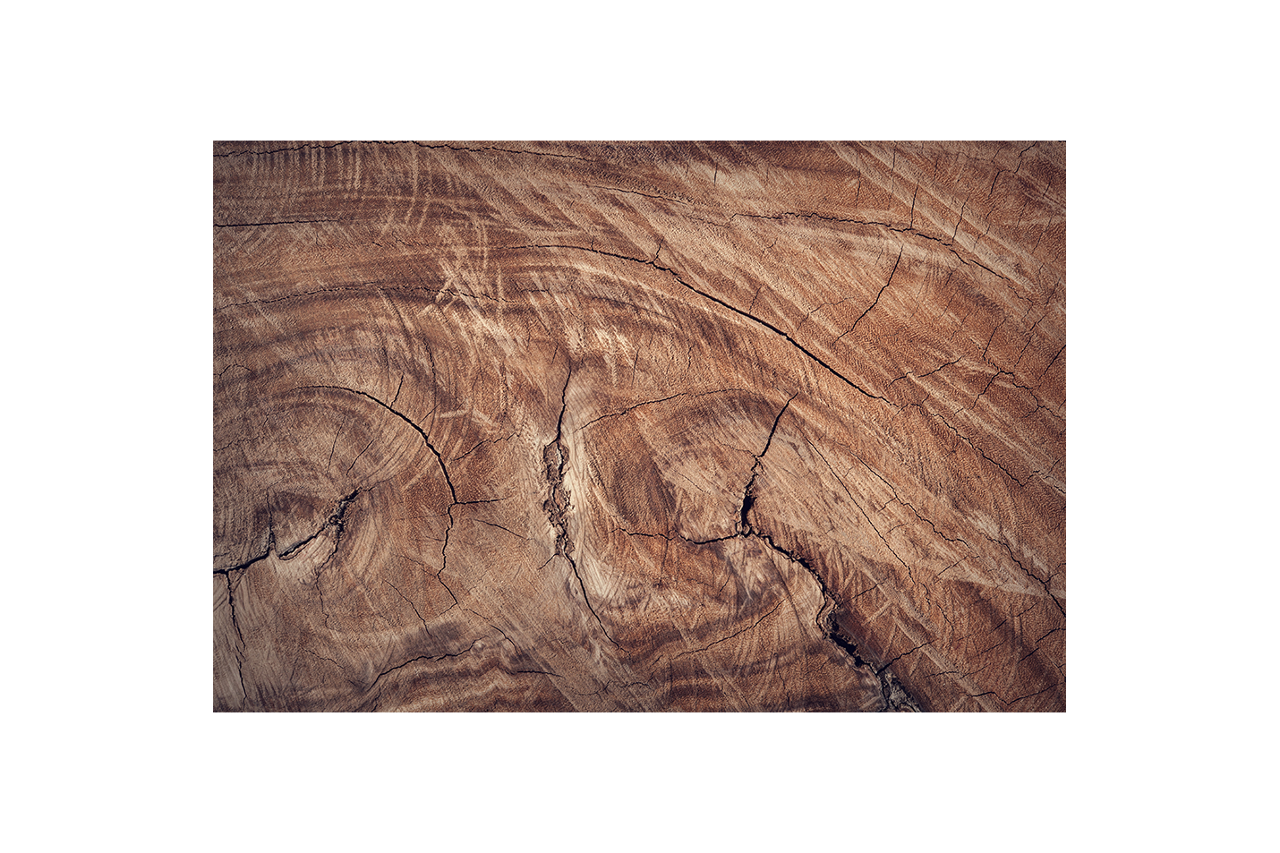 a close-up texture shot of a cracked, weathered tree stump with wood grain, art, kanvas tablo