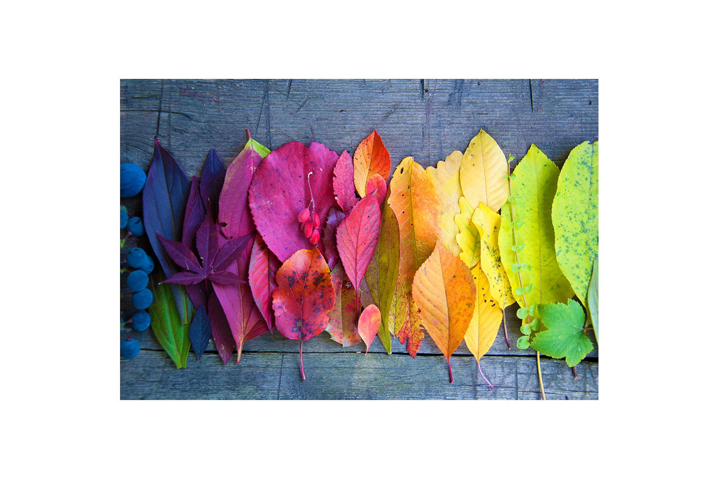a beautiful rainbow gradient of colorful autumn leaves on a rustic wooden background, art, kanvas tablo