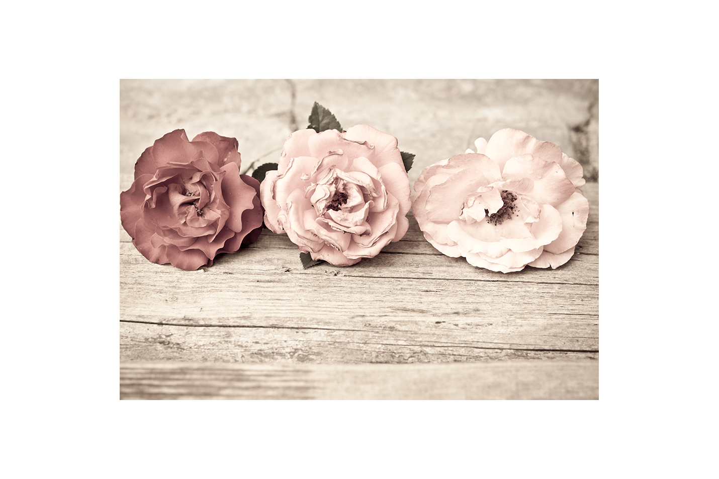 a vintage sepia photo of three roses lying on rustic weathered wood, flower motif, art, kanvas tablo