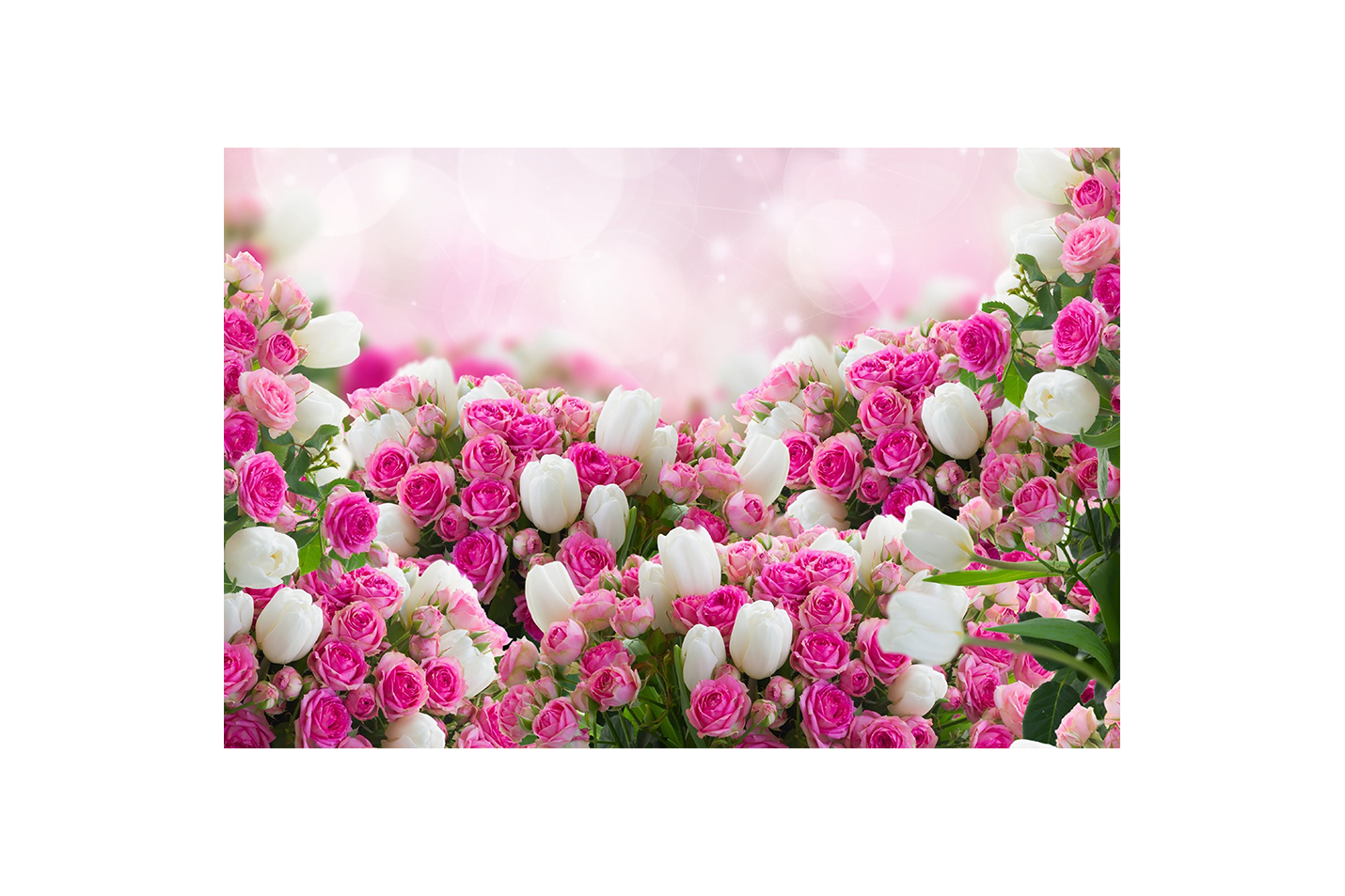 a lush bed of pink roses and white tulips on a sparkling bokeh background, flower motif, art, kanvas tablo