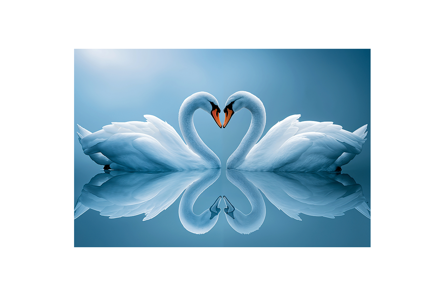 love swans, art, kanvas tablo